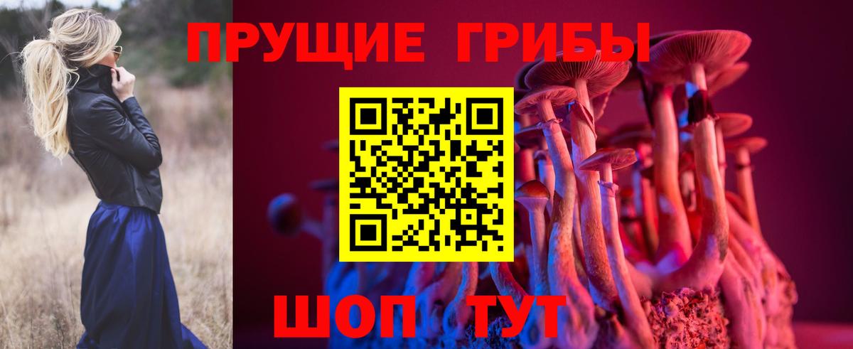 Губкин  Псилоцибиновые грибы Psilocybine cubensis  Вход с VPN 